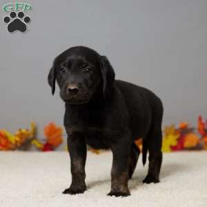 Leo, Black Labrador Retriever Puppy